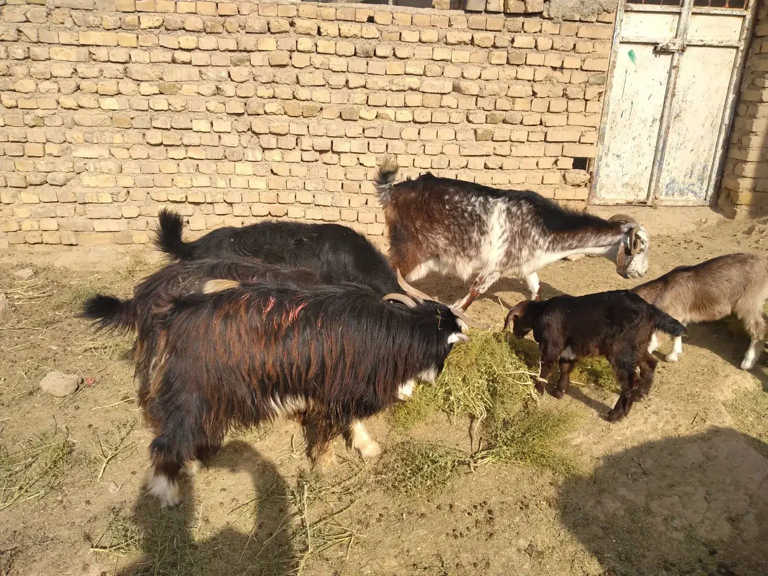 بزغاله کوچک.|حیوانات مزرعه|قزوین, |دیوار