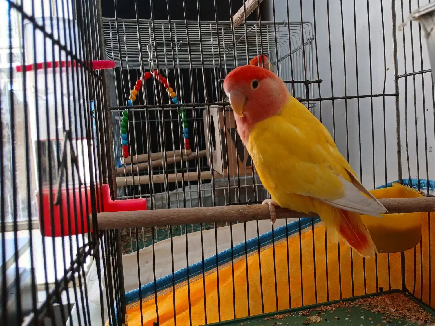 جفت طوطی کوتوله برزیلی ... رام، دستی و بسیار زیبا|پرنده|جهرم, |دیوار