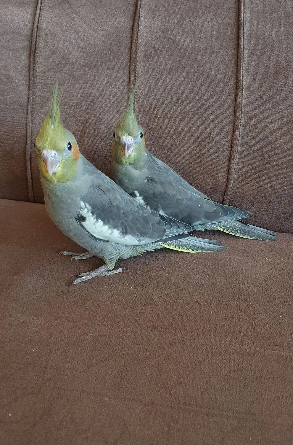 جوجه سرلاکی عروس هلندی|پرنده|اردبیل, |دیوار