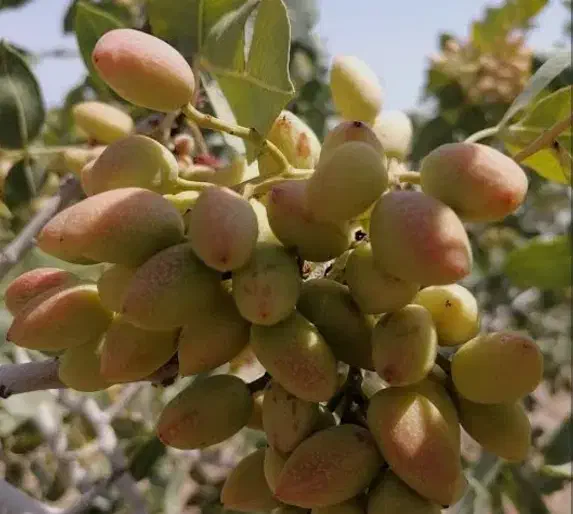 فروش زمین پسته ۷۰۰ متری|فروش زمین و ملک کلنگی|اصفهان, قهاب جنوبی|دیوار