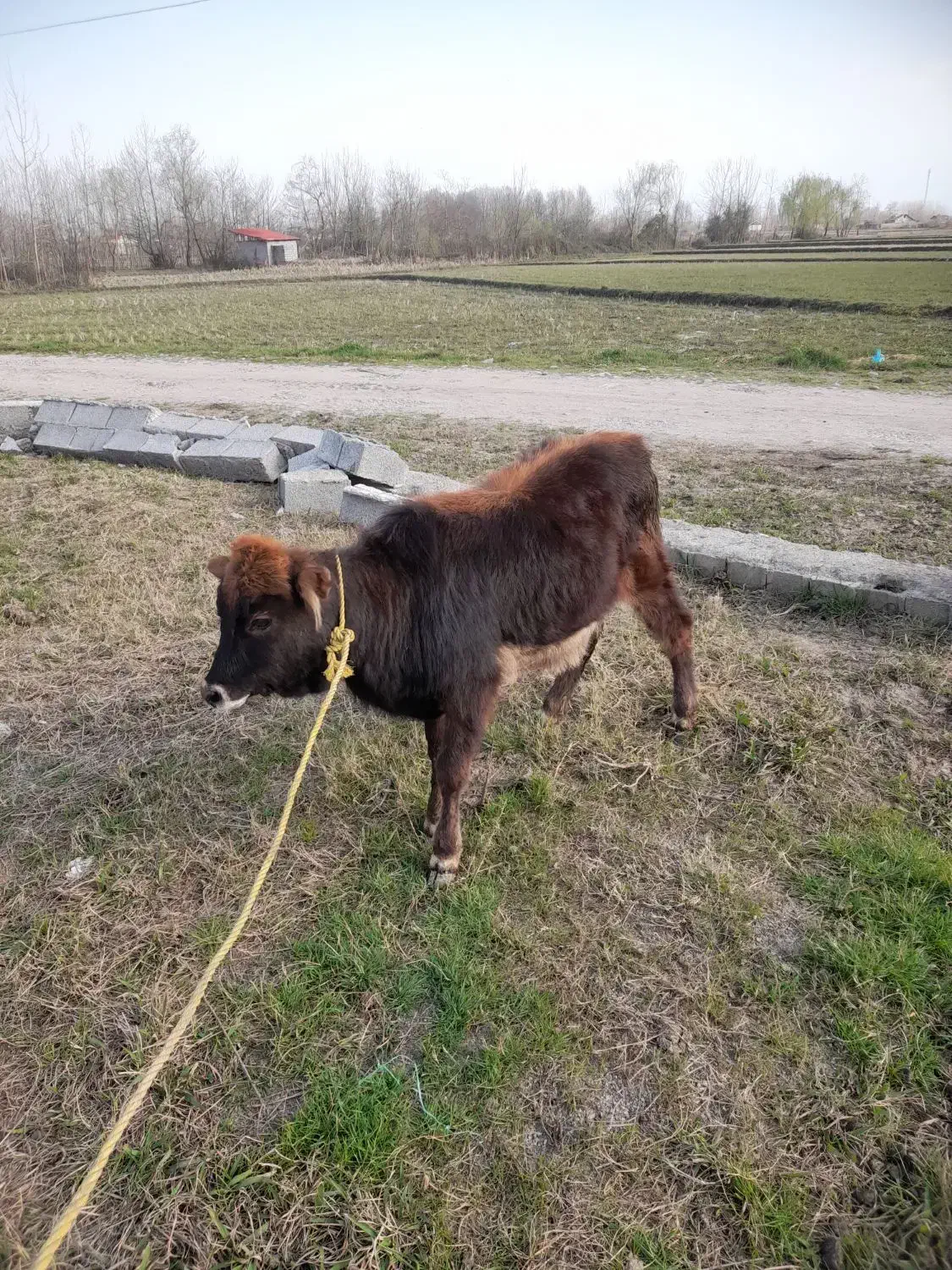 گاو لیشه|حیوانات مزرعه|رشت, منظریه|دیوار