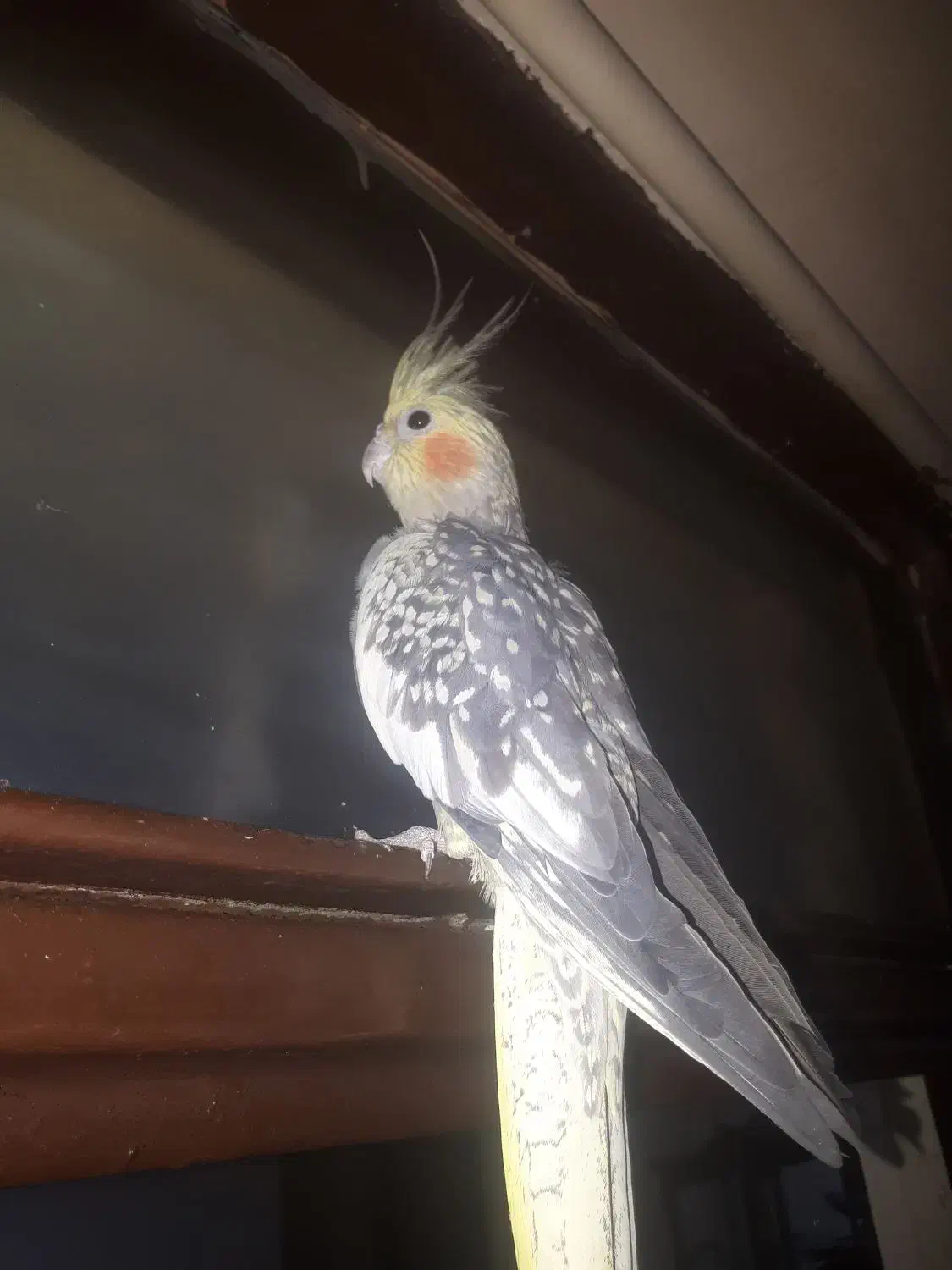 عروس هلندی|پرنده|رباطکریم, شهرک والفجر|دیوار