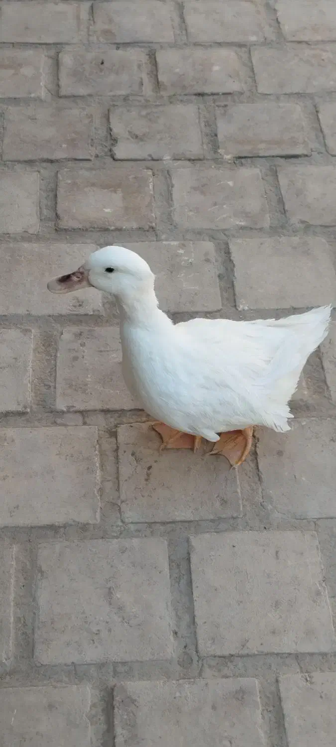 اردک|پرنده|کویرات, |دیوار