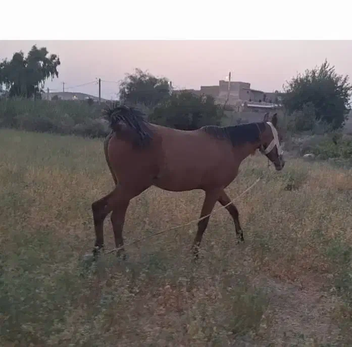 اسب|اسب و تجهیزات اسبسواری|دهدشت, |دیوار