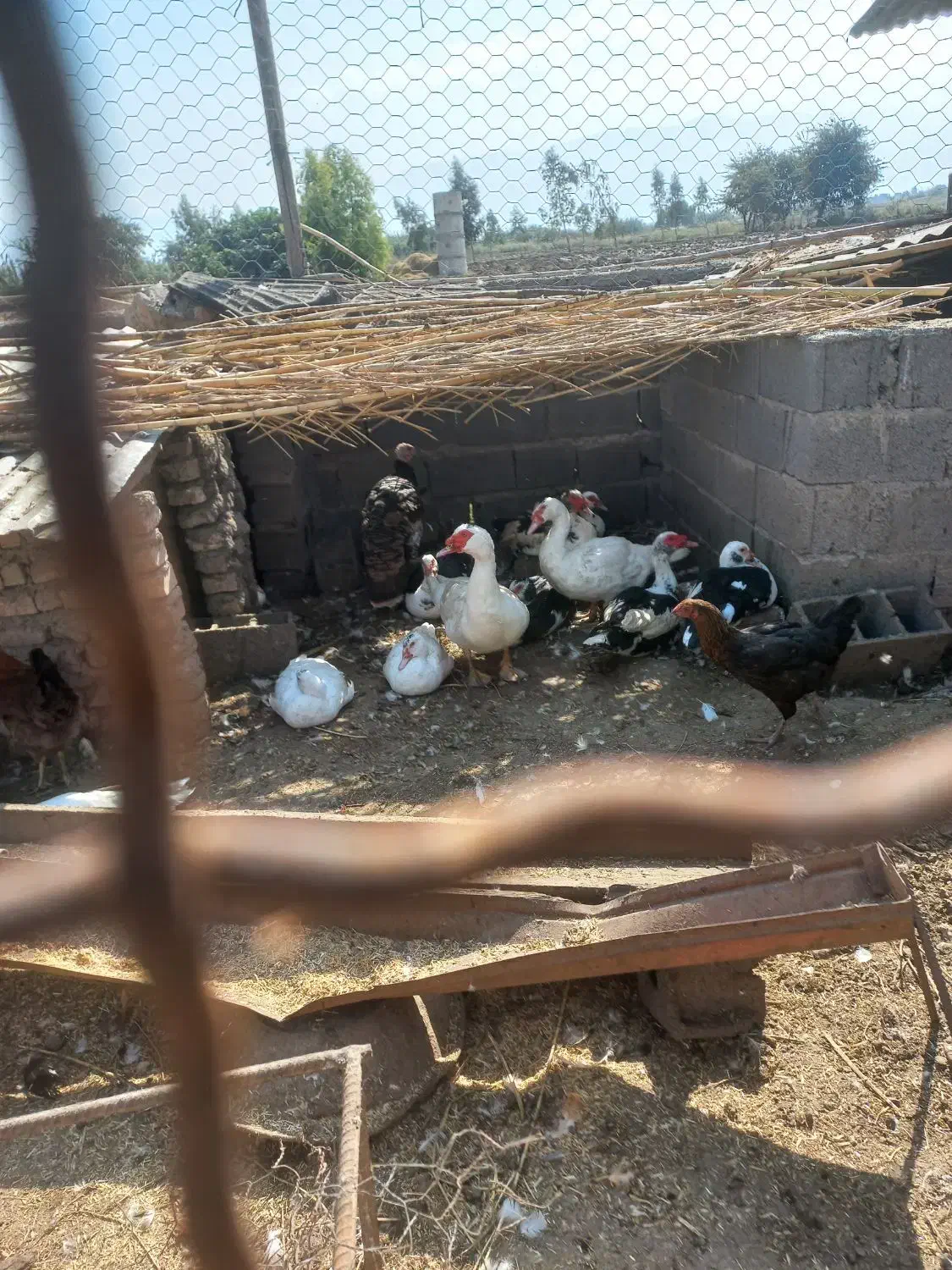 تخم اردک اسراییلی موجود هست سالم وتازه|حیوانات مزرعه|مزرعه کتول, |دیوار