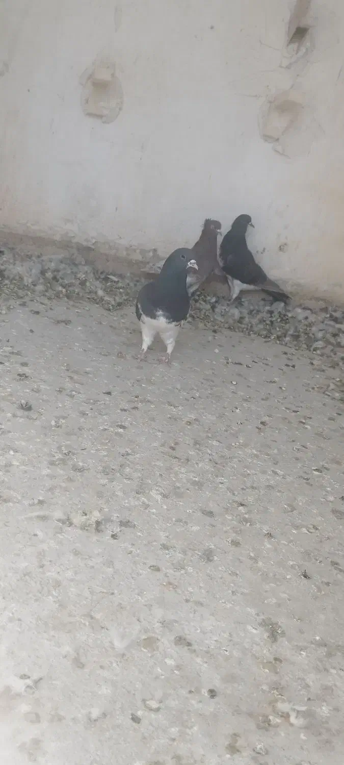 کفتر هوایی|پرنده|شیراز, کرونی(خاتونک)|دیوار