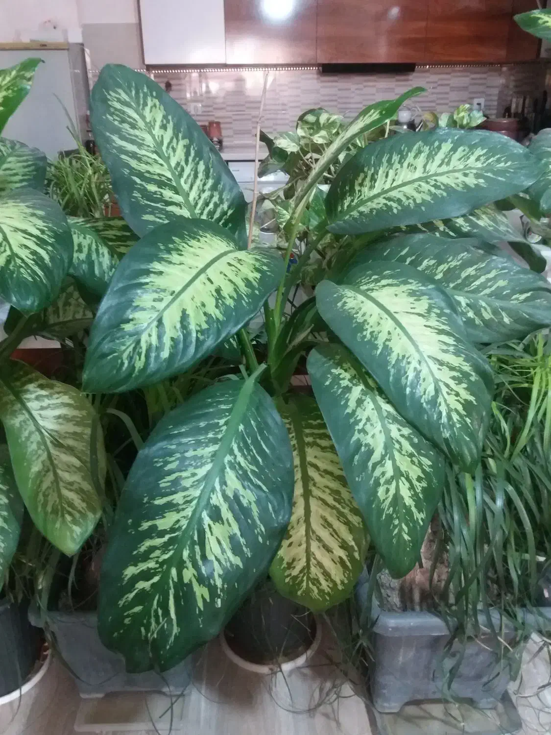 گیاهان اپارتمانی از۳۵۰ ببالا|گل و گیاه طبیعی|رستم‌آباد, |دیوار