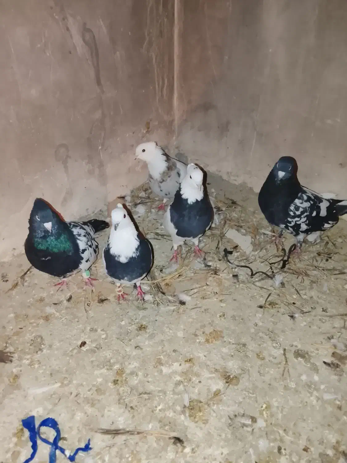 ۵عدد کبوتر|پرنده|شیروان (خراسان), |دیوار