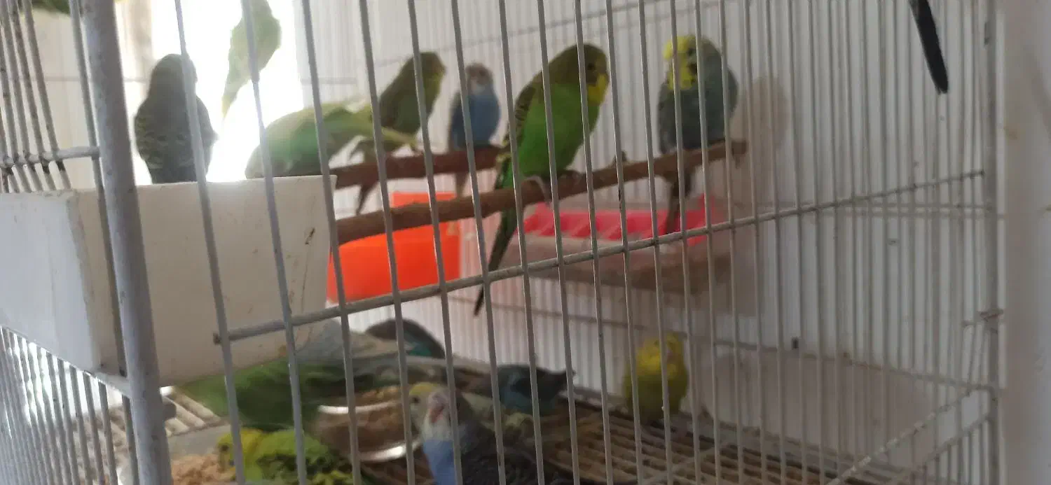 مرغ عشق جوانه|پرنده|خواف, |دیوار