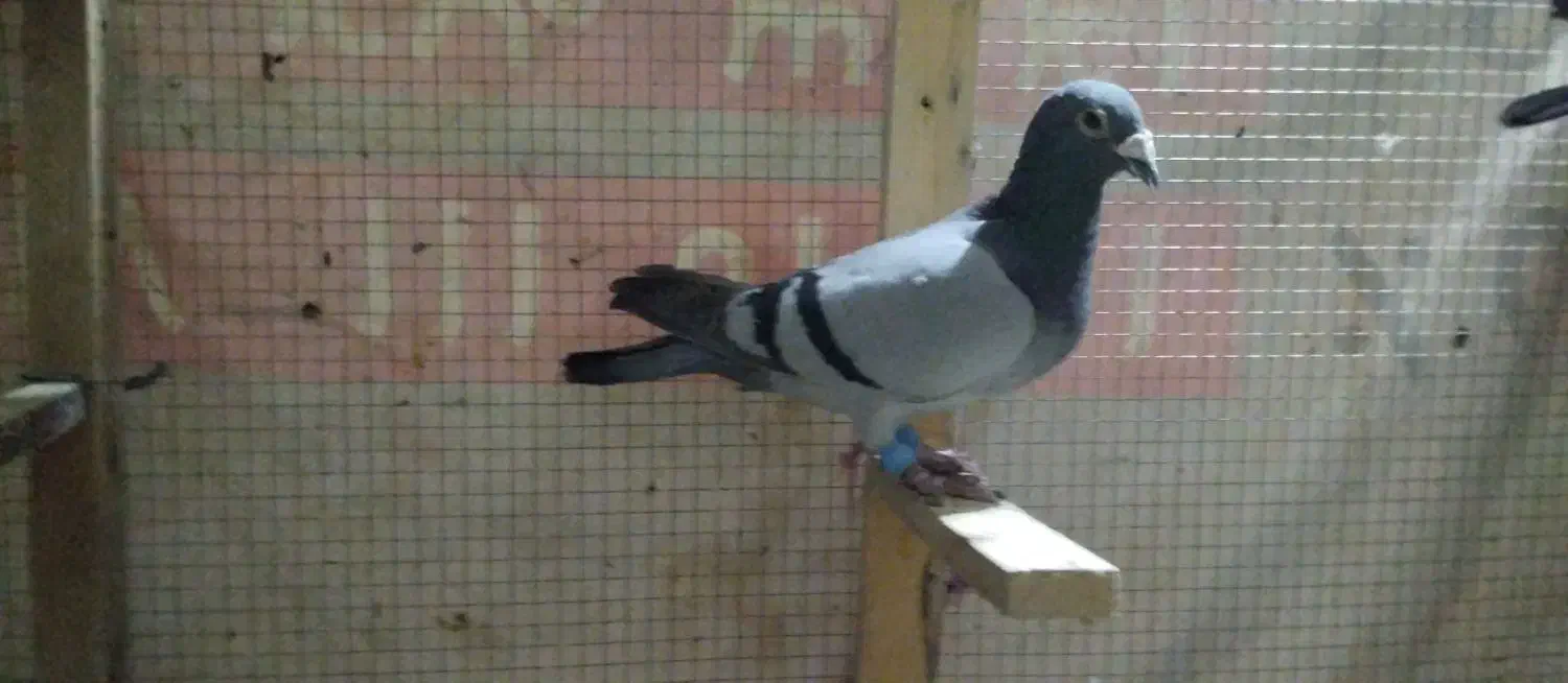 تعدادی کبوتر گرفتنی|پرنده|شیراز, کرونی(خاتونک)|دیوار