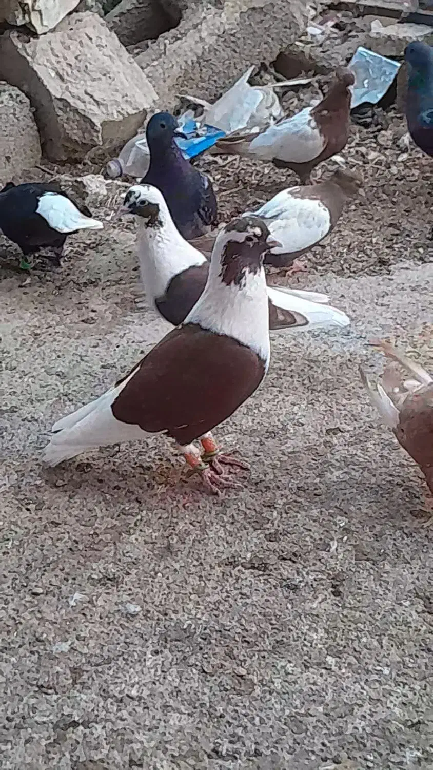 نرماده پشت سرخ عتیقه|پرنده|برازجان, |دیوار