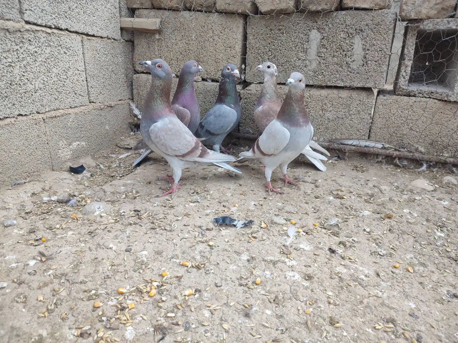 رخ کبوتر گویایه همه چی هست|پرنده|گنبد کاووس, |دیوار