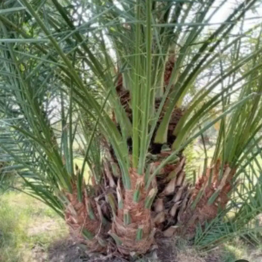 صفر تا صد خدمات نخل و باغبانی و پاجوش موجود است .|خدمات باغبانی و درختکاری|رامشیر, |دیوار