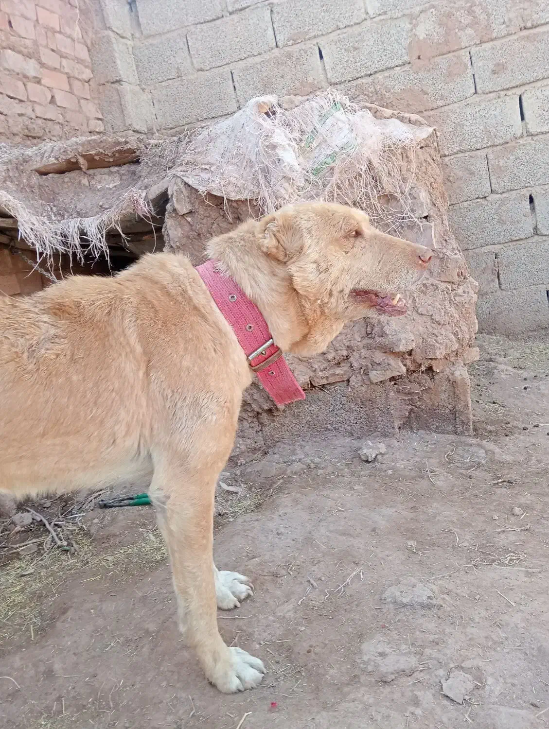 سگ افغان|سگ|کرمان, |دیوار