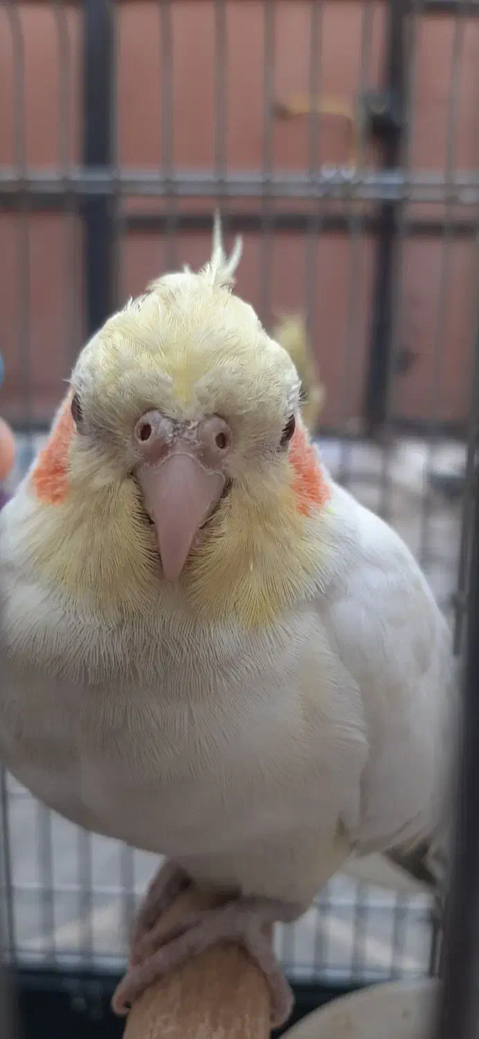 عروس هلندی ۲تا ماده|پرنده|ری, عباس‌آباد|دیوار