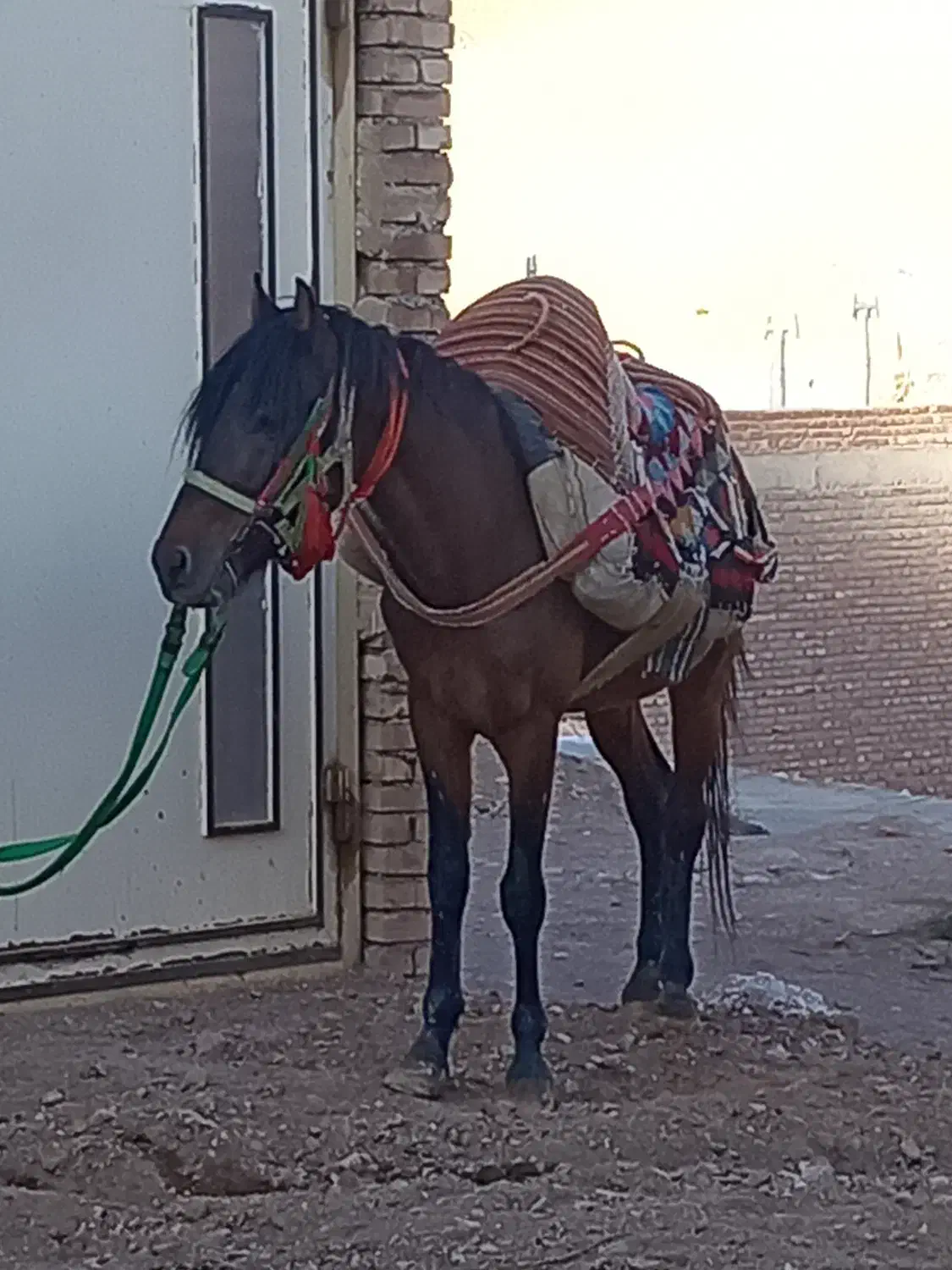 اسب یورقه 5 سال|اسب و تجهیزات اسبسواری|مهاباد (آذربایجان غربی), |دیوار