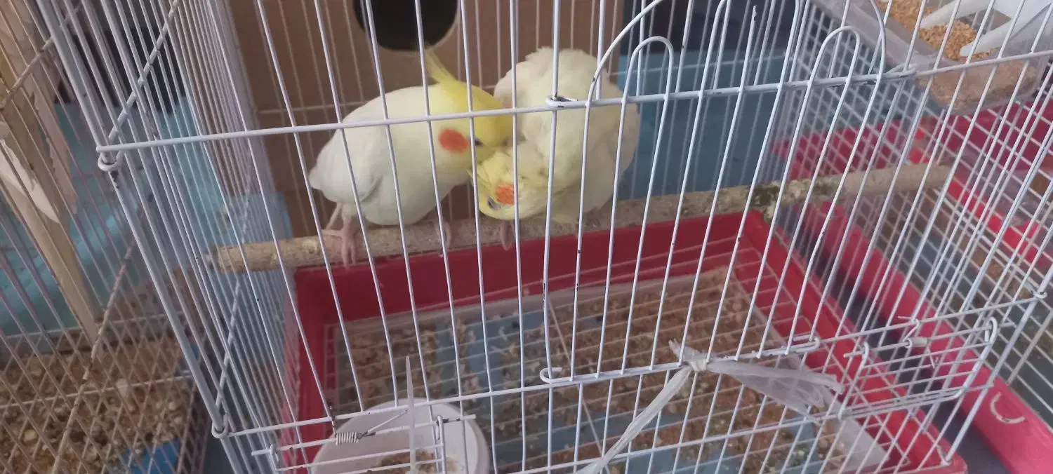 عروس هلندی مولد|پرنده|مینودشت, |دیوار