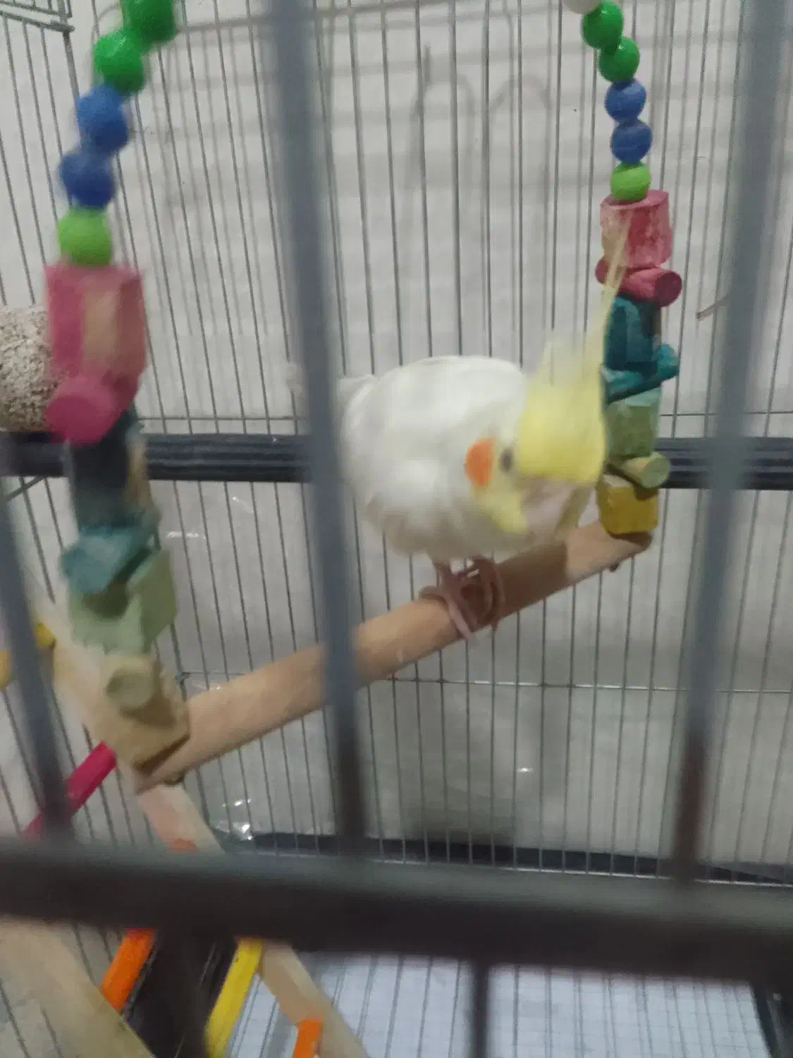 عروس هلندی|پرنده|ساوه, |دیوار