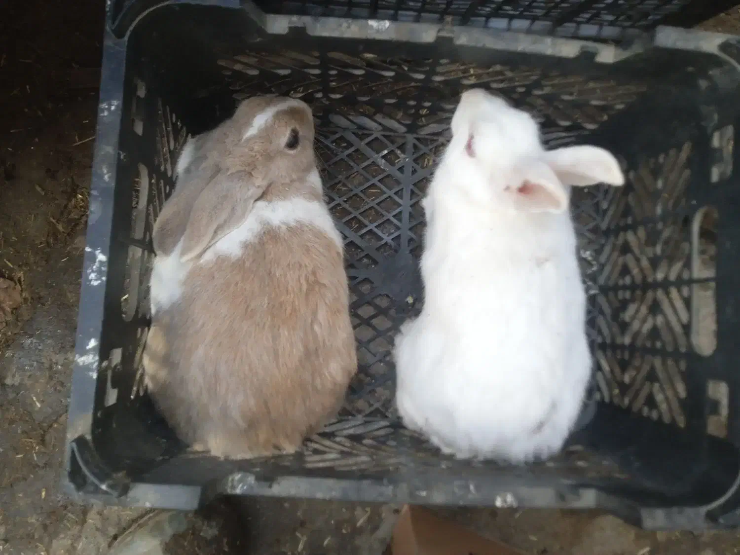 11عدد خرگوش سفید وقهویی وقرمز سفید قیمت120|موش و خرگوش|رامیان, |دیوار