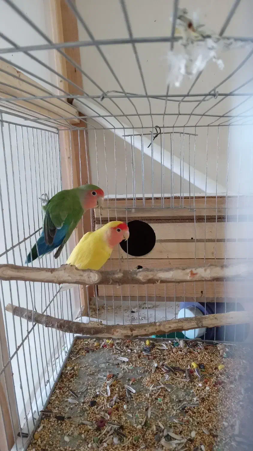 یک جفت کوتوله  برزیلی|پرنده|بهار, |دیوار