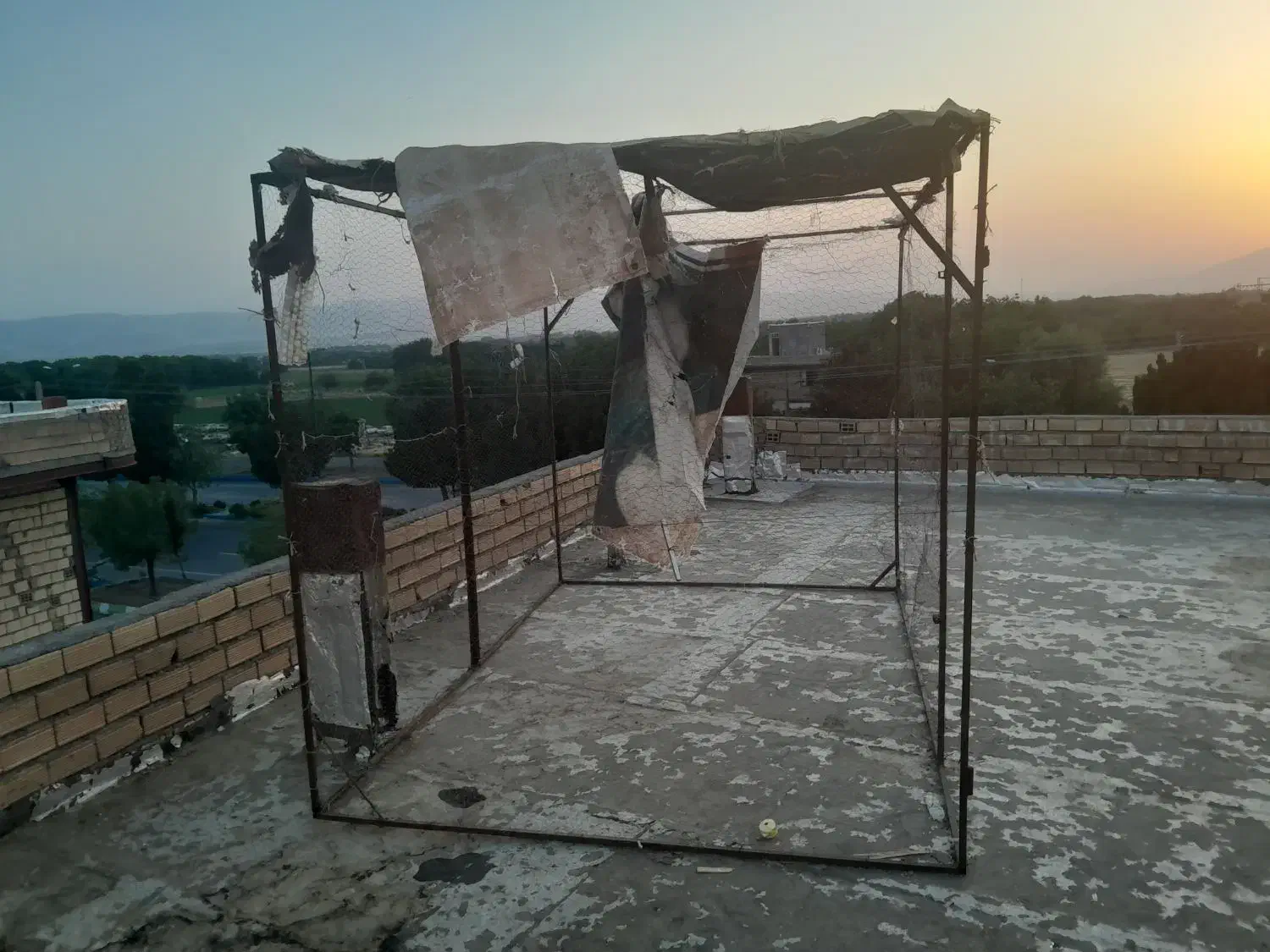 کبوتر قفس|پرنده|الشتر, |دیوار