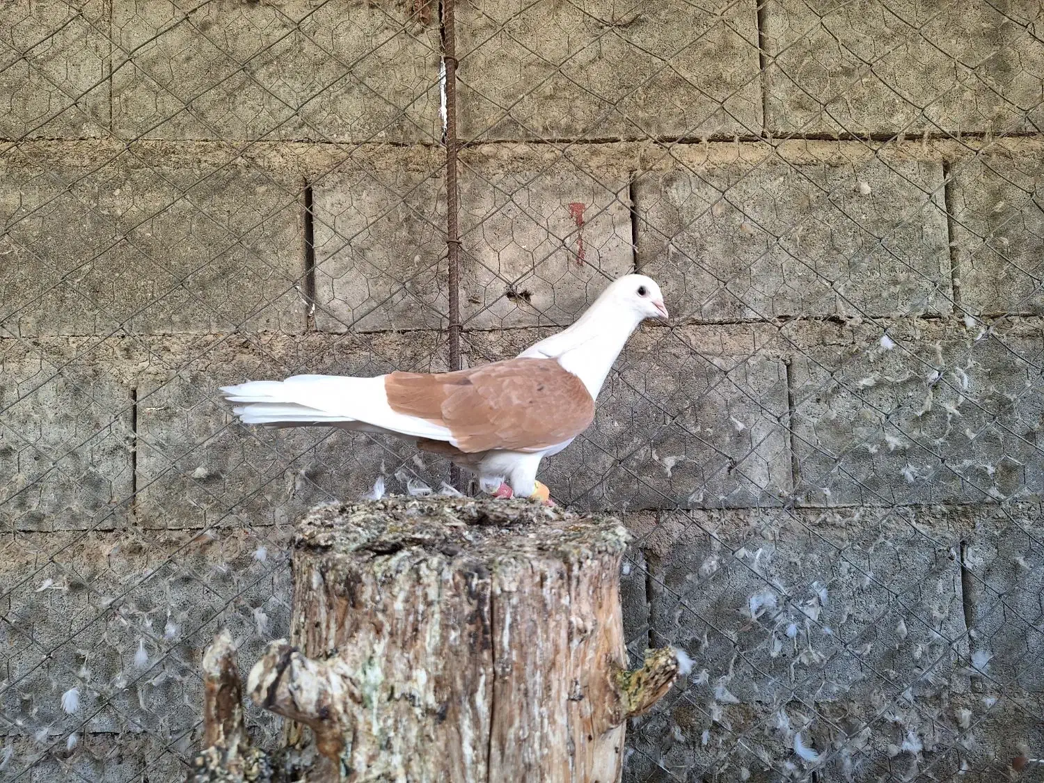 کبوتر|پرنده|رودان, |دیوار