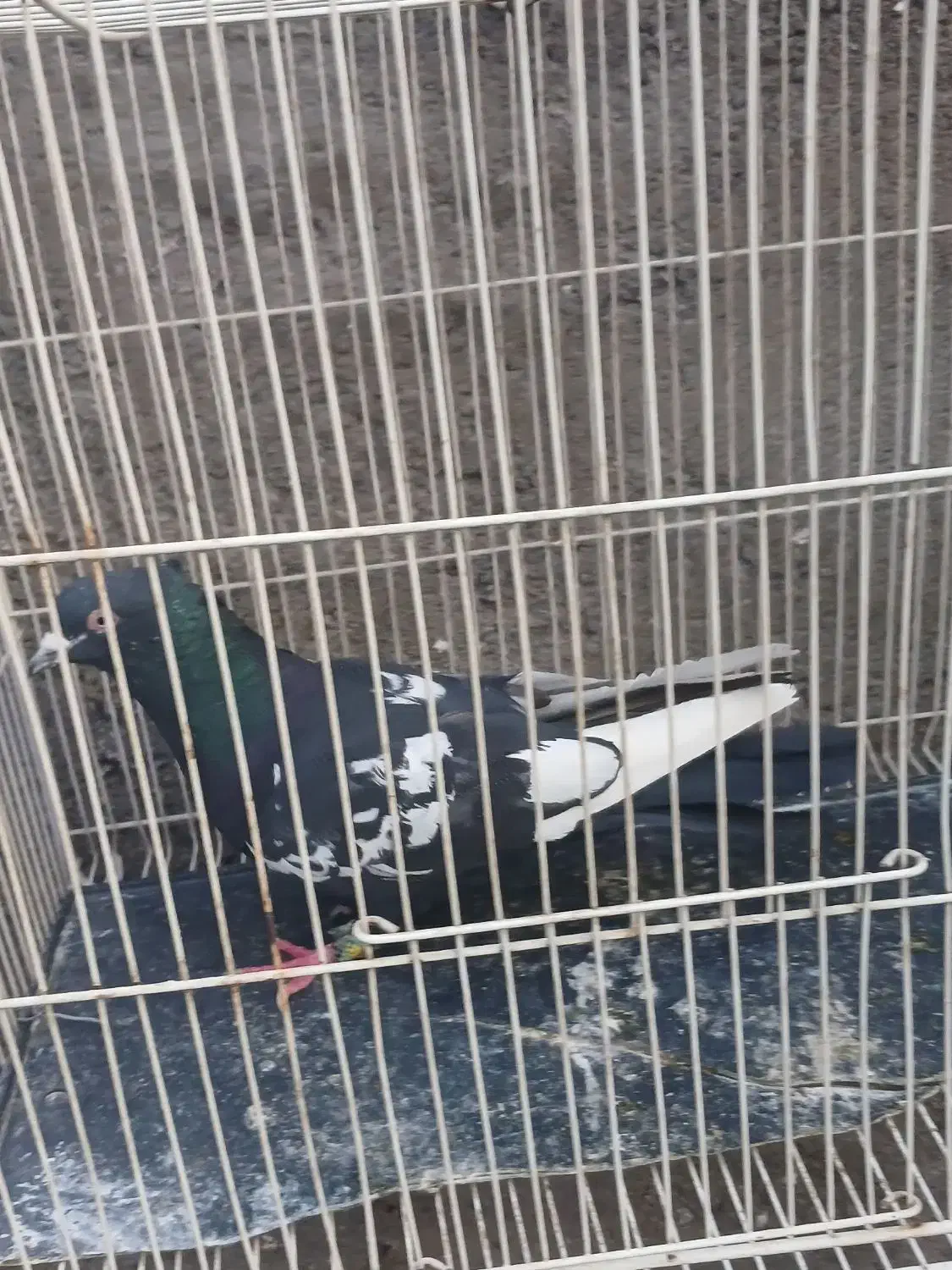 کفتر هوایی|پرنده|مشهد, عامل|دیوار