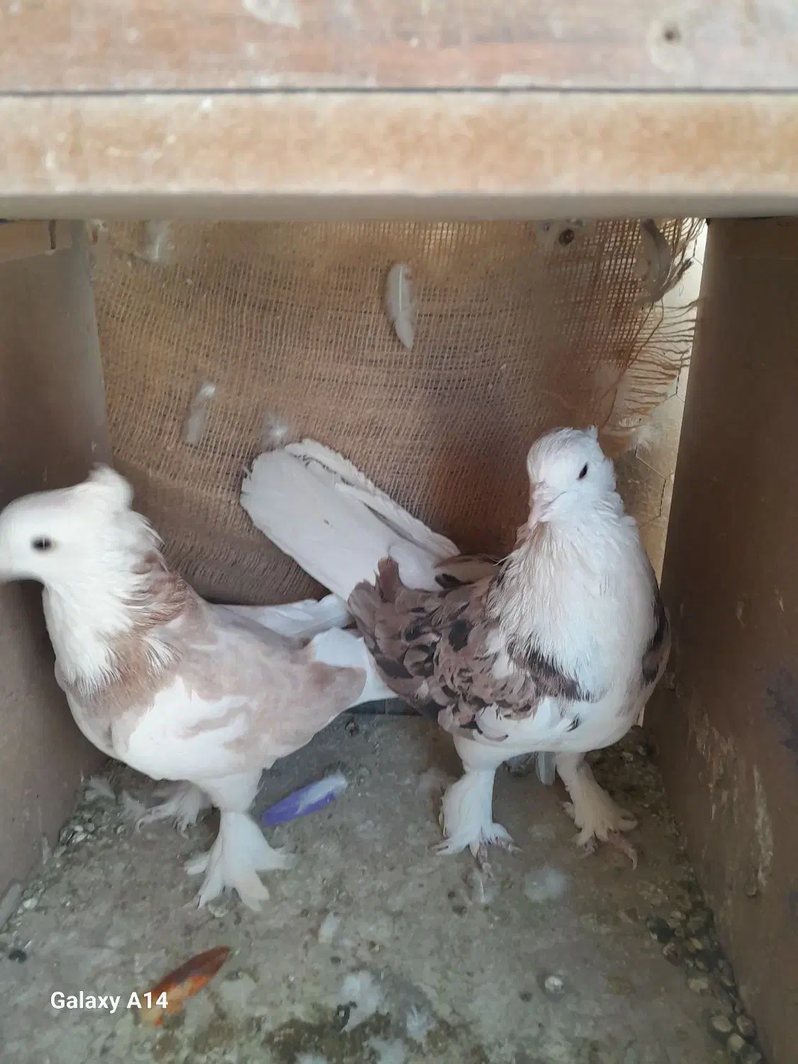 کبوتر هما کاکلی|پرنده|تهران, بازار|دیوار