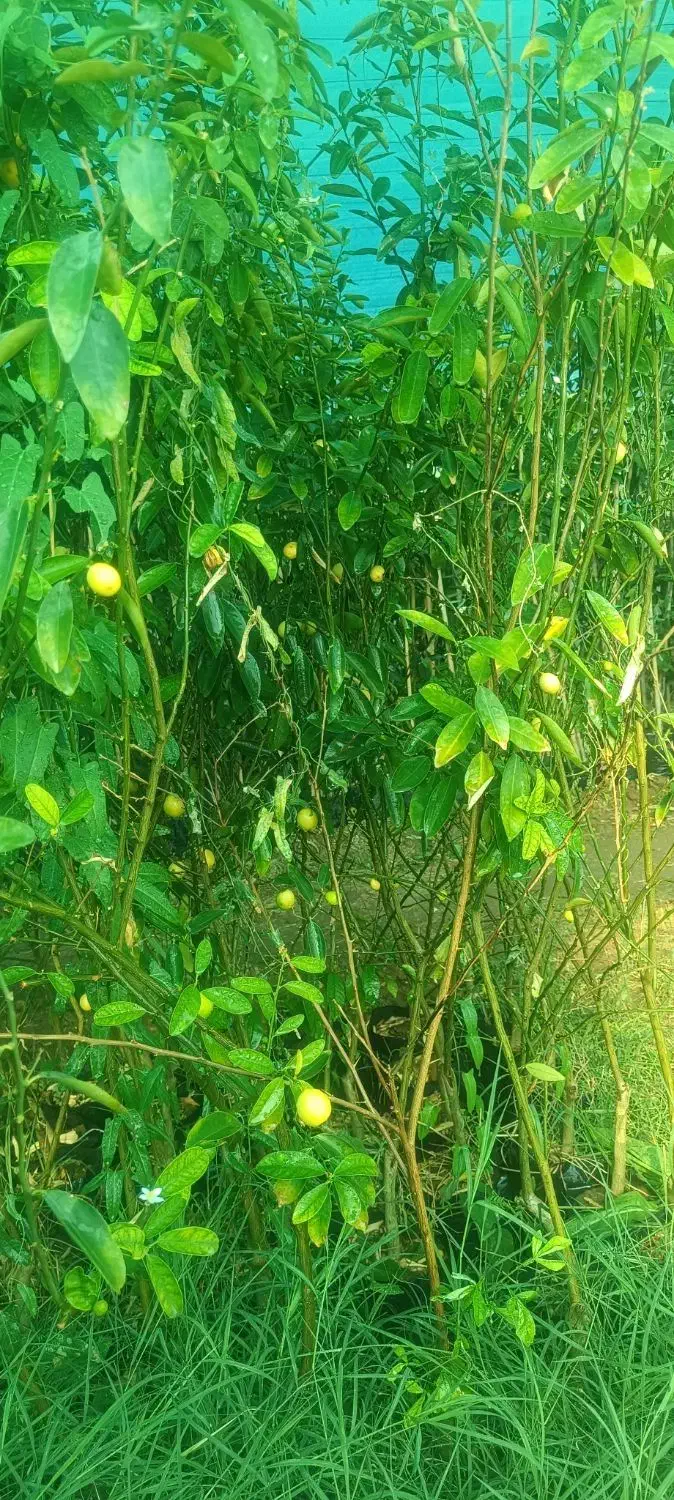 نهال،خاک گلدان،درختچه، مرکبات ،خاک برگ|خدمات باغبانی و درختکاری|شیراز, تل حسینآباد|دیوار