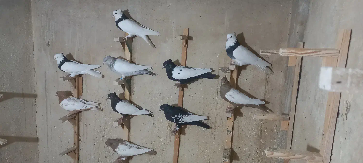 سینه و طوقی همه رنگی ماده|پرنده|شیراز, آزادگان|دیوار