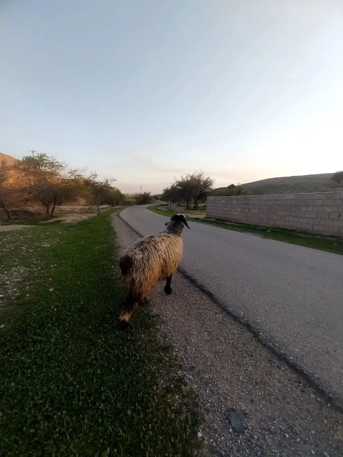 میش|حیوانات مزرعه|گتوند, |دیوار