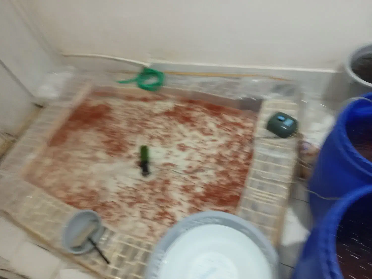 ماهی قرمز عید|ماهی|کشکوئیه, |دیوار