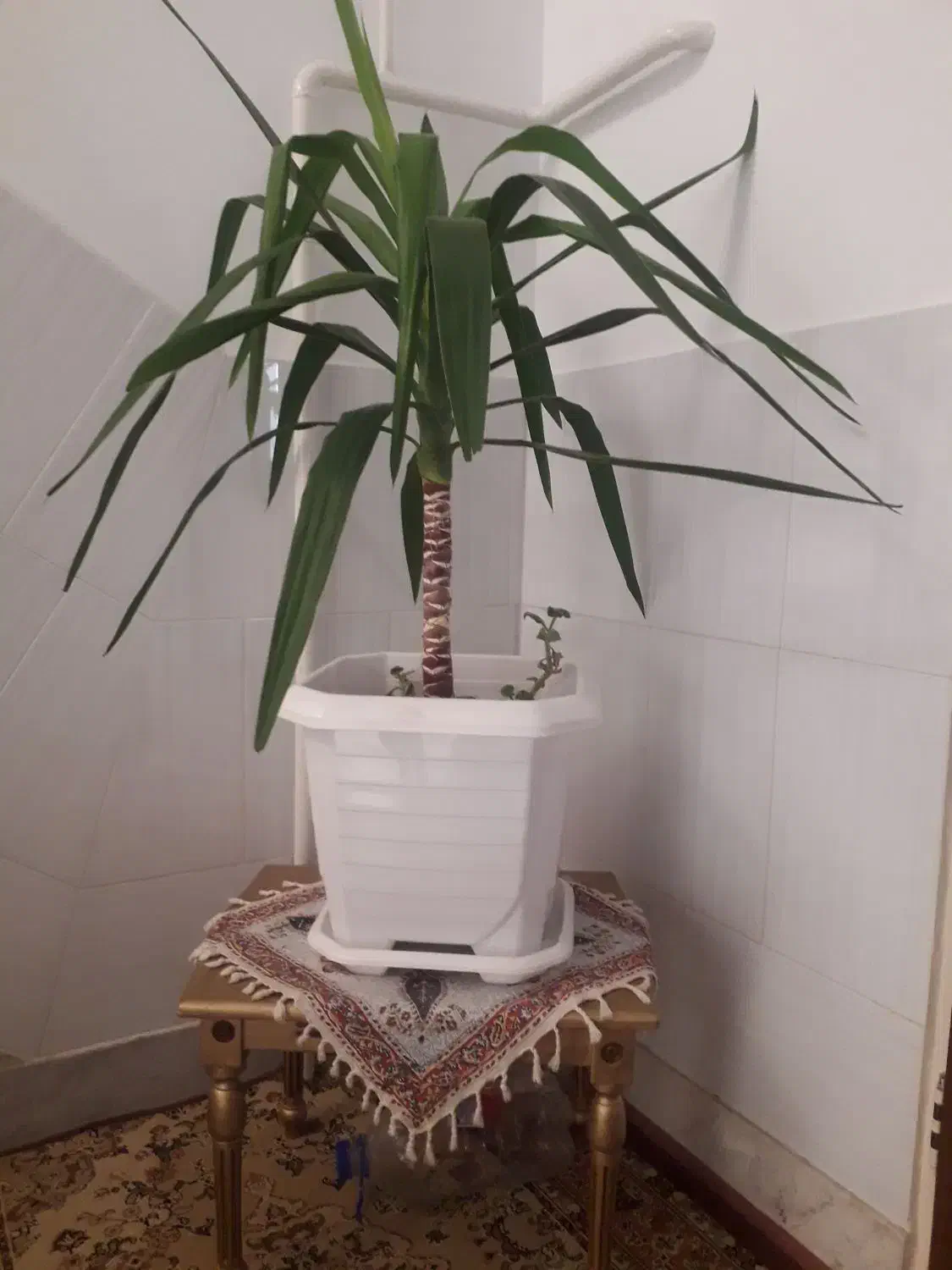 گل طبیعی با گلدان نو|گل و گیاه طبیعی|زنجان, |دیوار