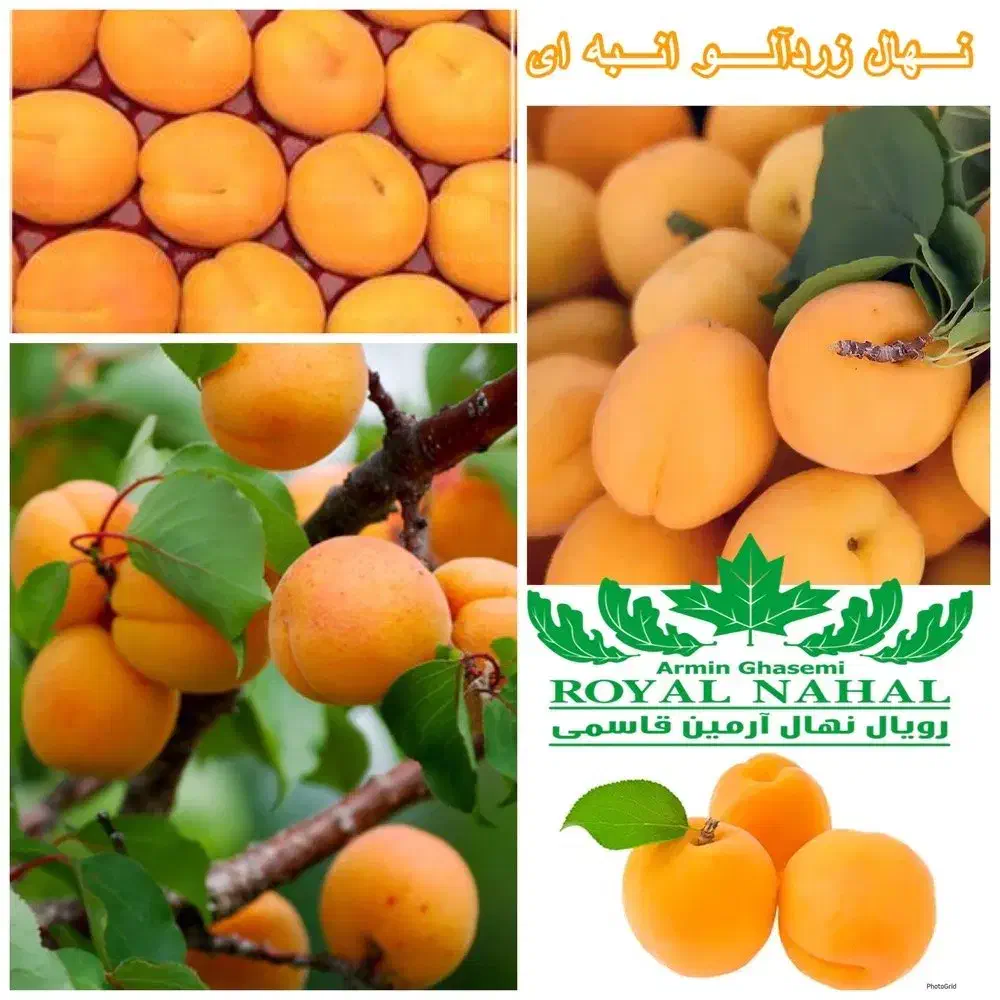 فروش نهال زردآلو انبه ای|خدمات باغبانی و درختکاری|جهرم, |دیوار