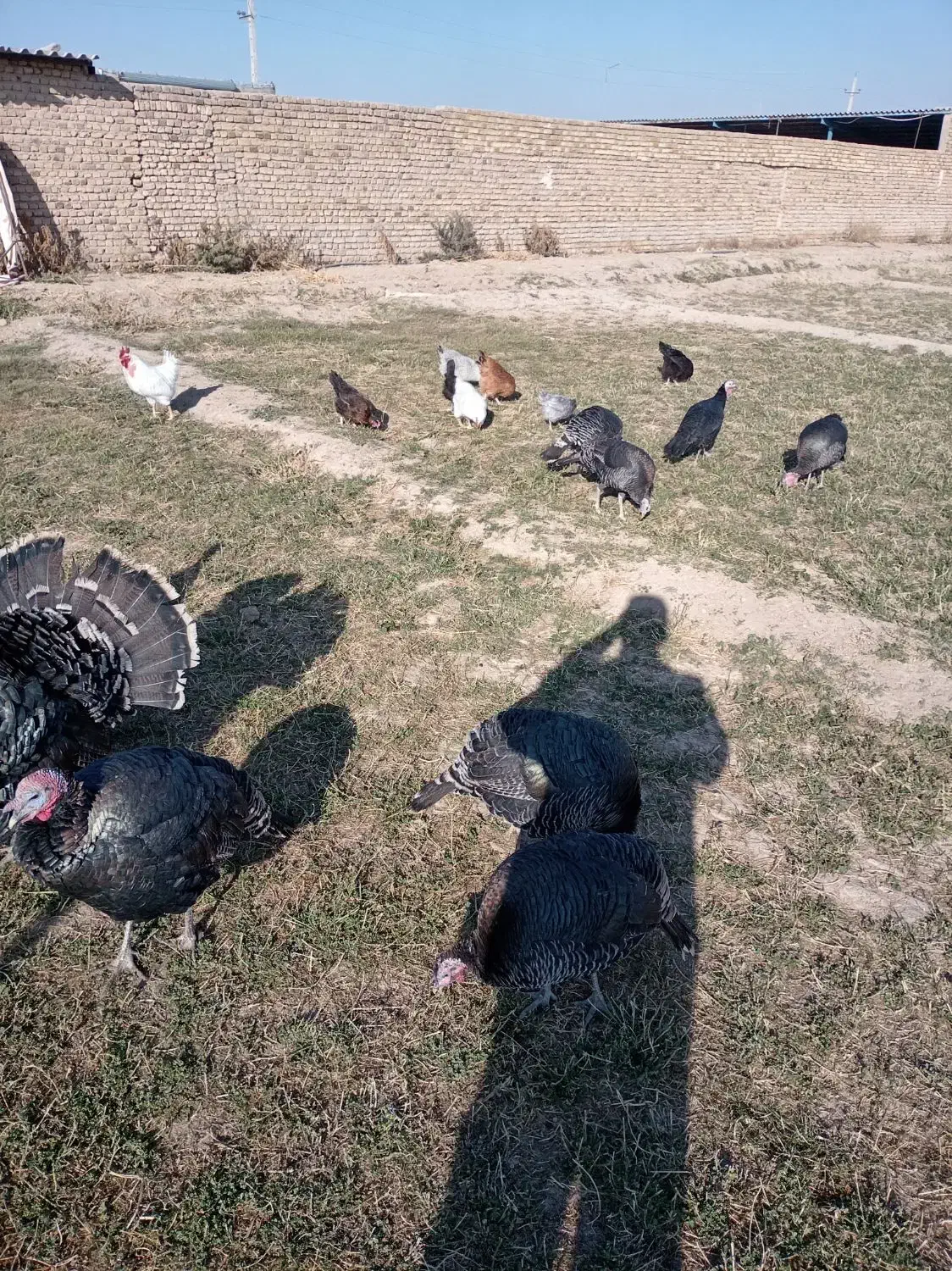 بوقلمون برنز|پرنده|دشتابی, |دیوار