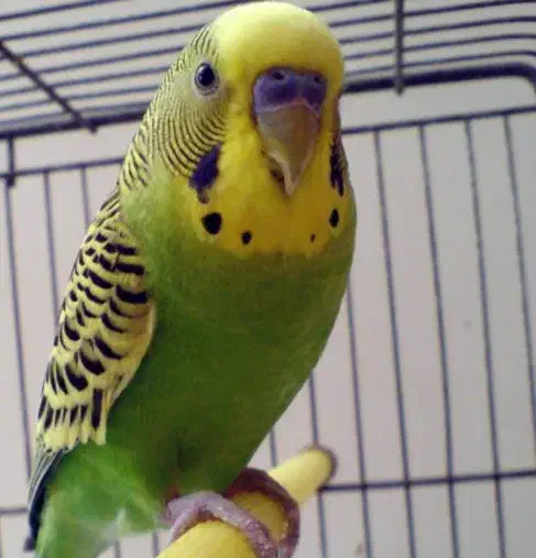 مرغ عشق|پرنده|خرمشهر, |دیوار