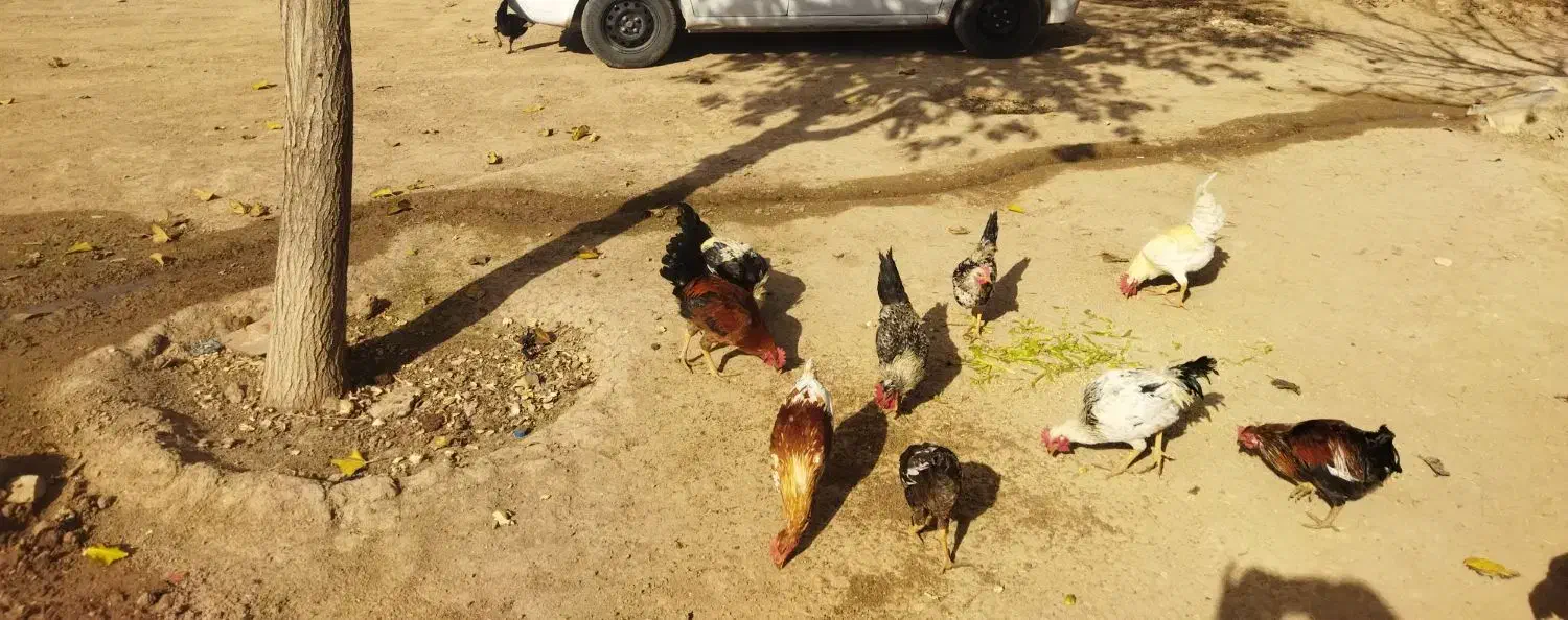 خروس محلی برافروش|حیوانات مزرعه|کوهدشت, |دیوار