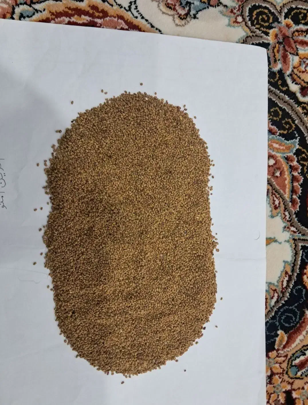 بذر یونجه NBN|خدمات باغبانی و درختکاری|رودبار, |دیوار