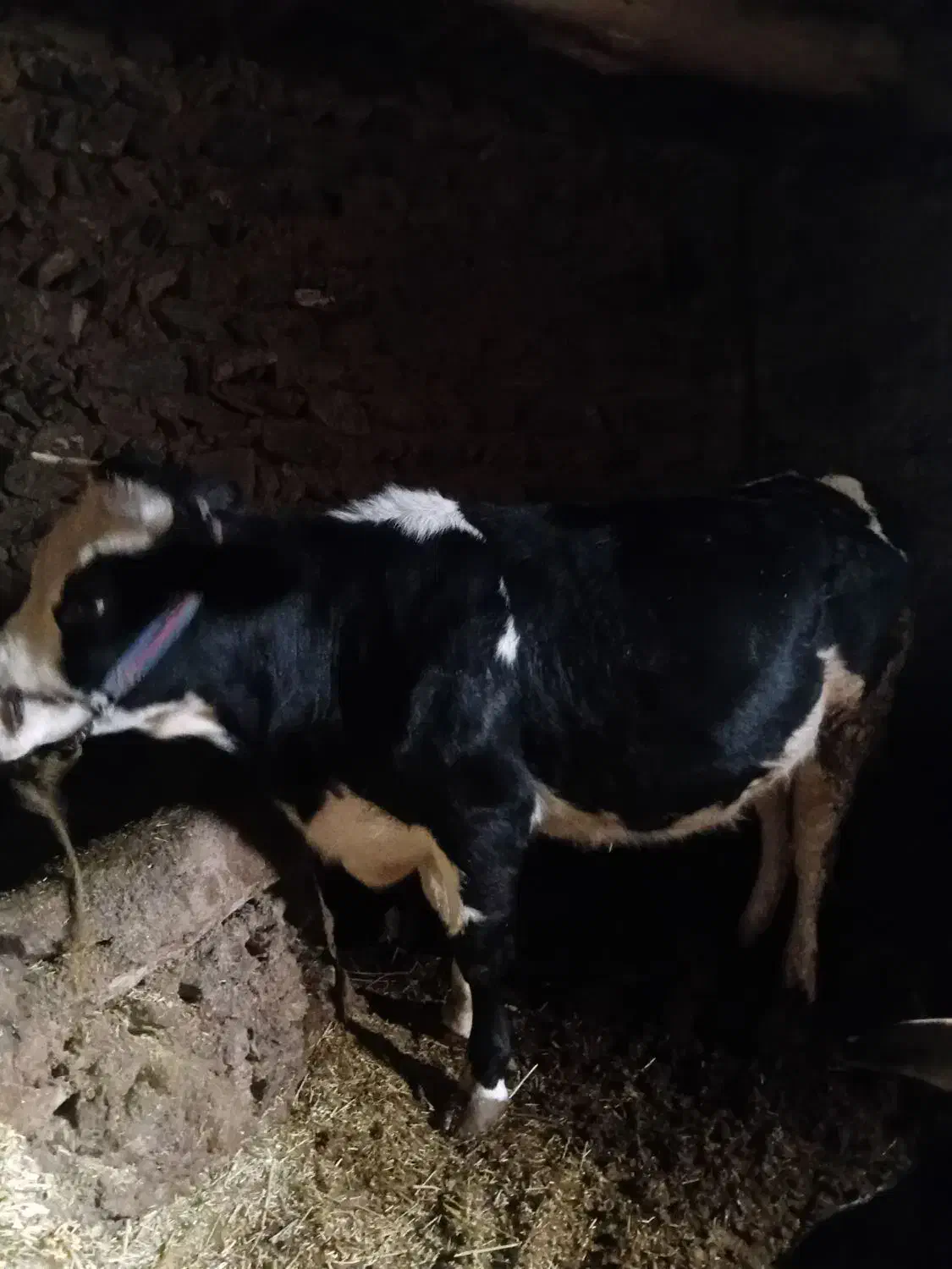 گاو|حیوانات مزرعه|کلاترزان, |دیوار