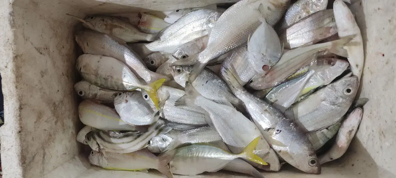 ماهی مخلوط صید امروز|ماهی|بندر کنگان, |دیوار