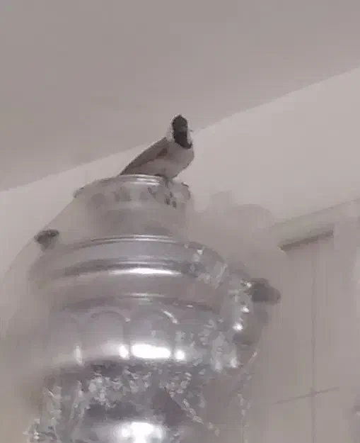 سیره|پرنده|ویسیان, |دیوار