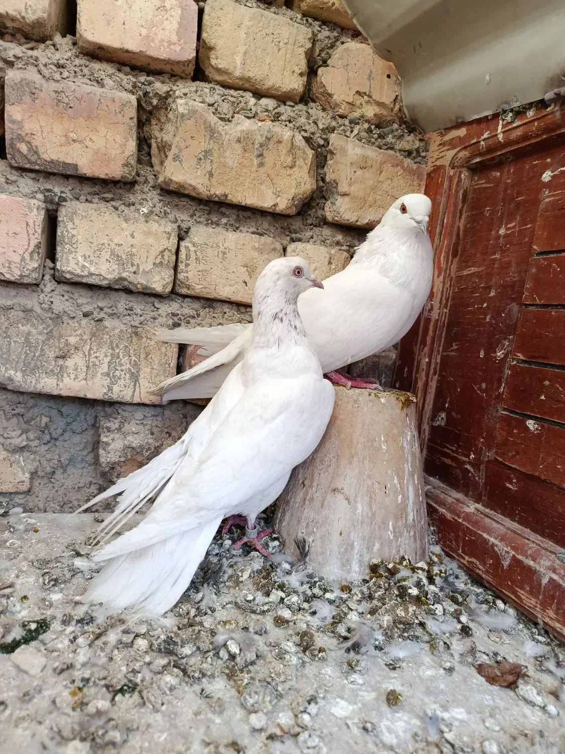 کبوتر|پرنده|قهدریجان, |دیوار