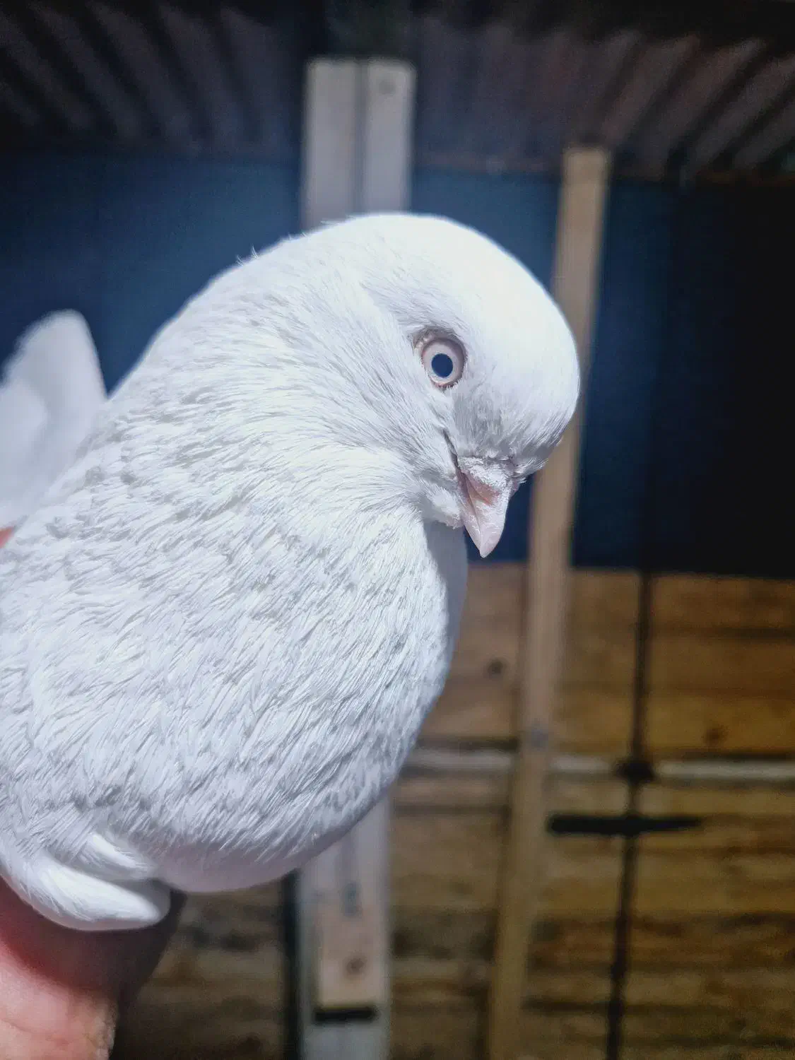 تهرونی چشم سفید|پرنده|فارسان, |دیوار