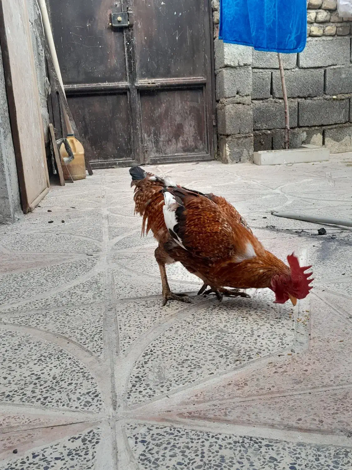 دو عدد خروس و یک مرغ|پرنده|ایلام, |دیوار