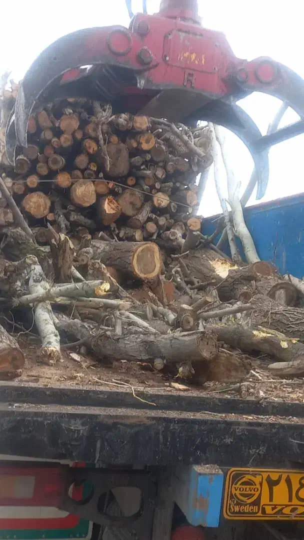 چو.ب|خدمات باغبانی و درختکاری|ملایر, |دیوار