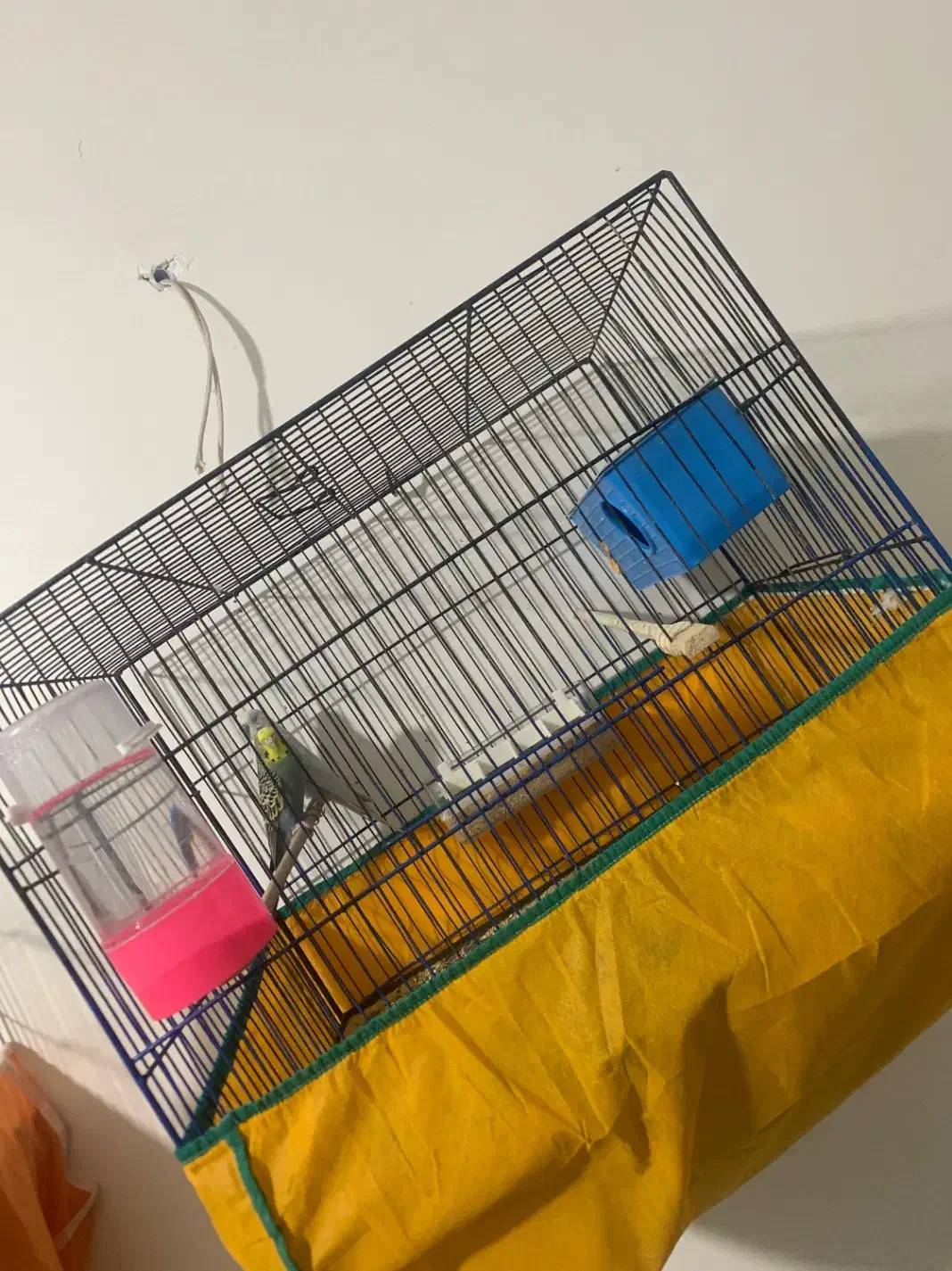 مرغ عشق|پرنده|شوش, |دیوار