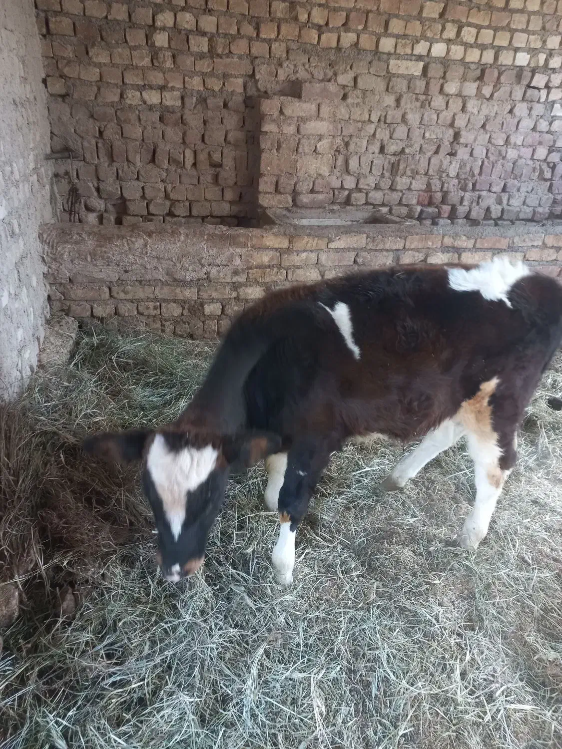 گوساله نرسالم وبخور|حیوانات مزرعه|کاشان, باغ فین|دیوار