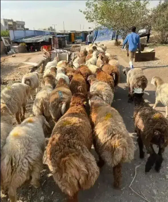 دام چاق و پلوار /گوسفند کم چربی /زنده ممتاز(خونی)|حیوانات مزرعه|مشهد, نوید|دیوار