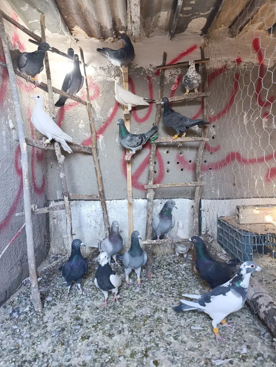 کفتر|پرنده|تاکستان, |دیوار