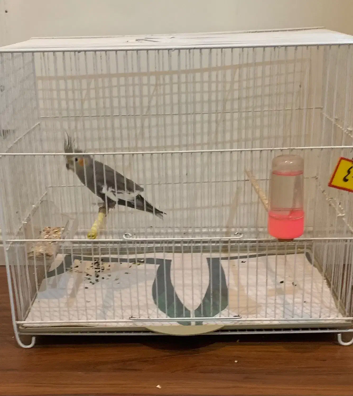 عروس هلندی جوجه با قفس|پرنده|مشهد, چهارچشمه|دیوار